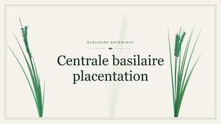 Illustration botanique stylisée du terme « Centrale basilaire placentation » du glossaire