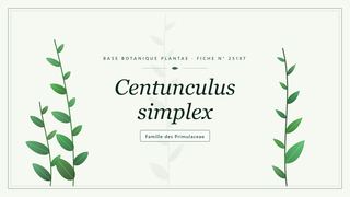 Planche botanique stylisée de Centunculus simplex, famille des Primulaceae