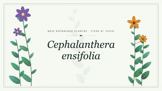 Planche botanique stylisée de Cephalanthera ensifolia