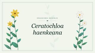 Visuel botanique stylisé consacré à Ceratochloa haenkeana