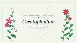 Planche botanique stylisée de Ceratophyllum, famille des Ceratophyllaceae
