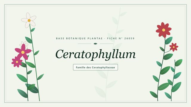 Ceratophyllum : l'essentiel Planche botanique stylisée de Ceratophyllum, famille des Ceratophyllaceae
