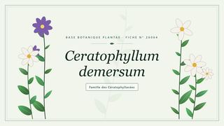 Planche botanique stylisée de Ceratophyllum demersum, famille des Cératophyllacées
