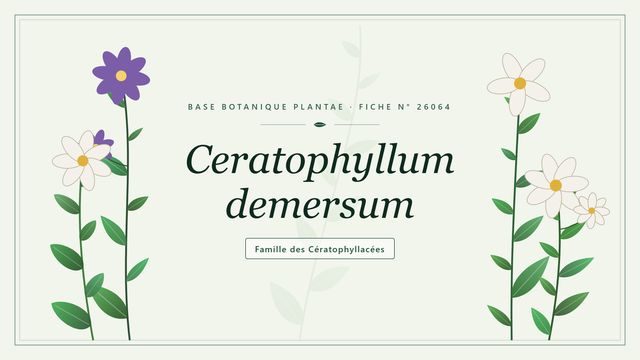 Le cornifle immergé (Ceratophyllum demersum), une plante sans racines Planche botanique stylisée de Ceratophyllum demersum, famille des Cératophyllacées