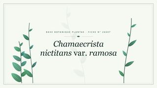 Planche botanique stylisée de Chamaecrista nictitans var. ramosa