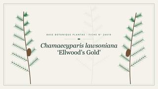 Planche botanique stylisée de Chamaecyparis lawsoniana ‘Ellwood’s Gold'