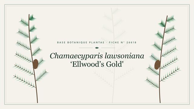 Chamaecyparis lawsoniana ellwood s gold Planche botanique stylisée de Chamaecyparis lawsoniana ‘Ellwood’s Gold'