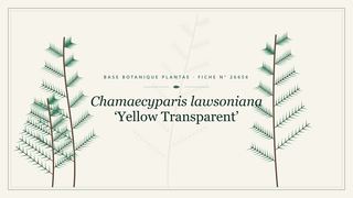 Planche botanique stylisée de Chamaecyparis lawsoniana ‘Yellow Transparent’