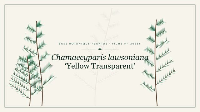 Chamaecyparis lawsoniana yellow transparent : fiche descriptive et taxonomie Planche botanique stylisée de Chamaecyparis lawsoniana ‘Yellow Transparent’