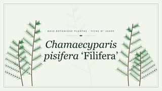 Planche botanique stylisée de Chamaecyparis pisifera ‘Filifera’