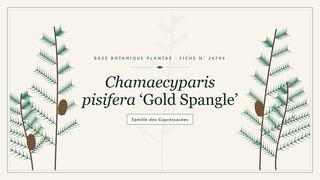 Planche botanique stylisée de Chamaecyparis pisifera ‘Gold Spangle’, famille des Cupressacées
