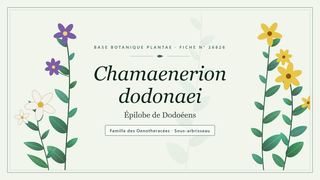 Planche botanique stylisée de Chamaenerion dodonaei (Épilobe de Dodoéens), famille des Oenotheracées