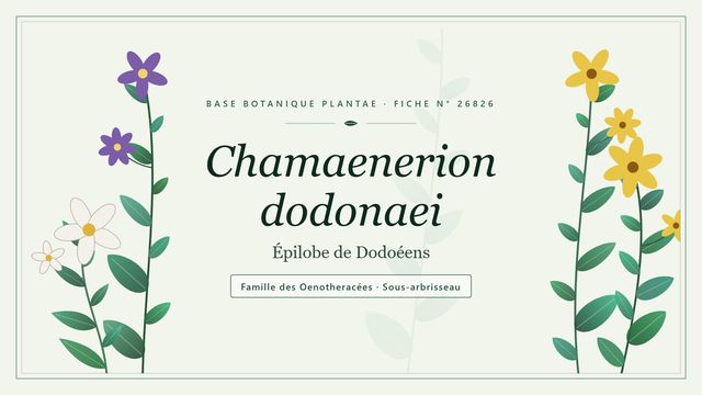 Chamaenerion dodonaei : les bases Planche botanique stylisée de Chamaenerion dodonaei (Épilobe de Dodoéens), famille des Oenotheracées
