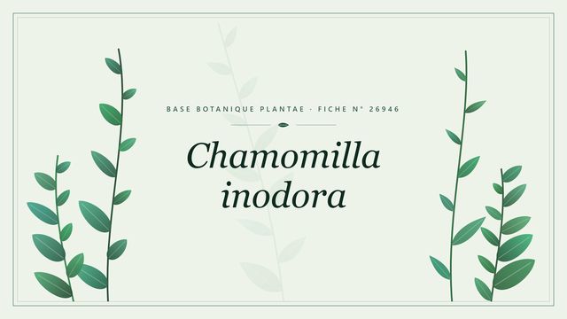 Chamomilla inodora : fiche descriptive et taxonomie Planche botanique stylisée de Chamomilla inodora