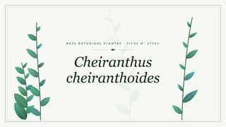 Planche botanique stylisée de Cheiranthus cheiranthoides