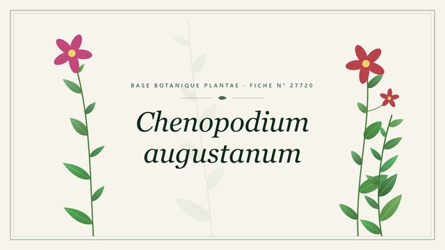 Chenopodium augustanum : fiche descriptive et taxonomie Planche botanique stylisée de Chenopodium augustanum