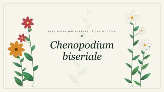Planche botanique stylisée de Chenopodium biseriale