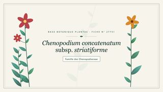 Planche botanique stylisée de Chenopodium concatenatum subsp. striatiforme, famille des Chenopodiaceae