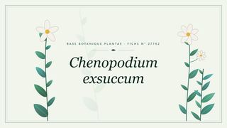 Planche botanique stylisée de Chenopodium exsuccum