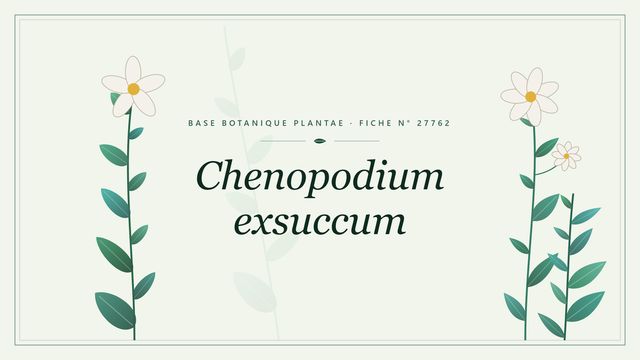 Chenopodium exsuccum : fiche descriptive et taxonomie Planche botanique stylisée de Chenopodium exsuccum