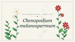 Planche botanique stylisée de Chenopodium melanospermum