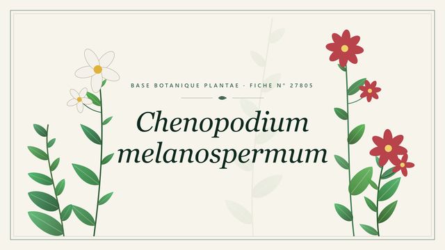 Chenopodium melanospermum : fiche descriptive et taxonomie Planche botanique stylisée de Chenopodium melanospermum