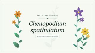 Planche botanique stylisée de Chenopodium spathulatum