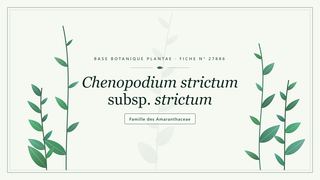 Planche botanique stylisée de Chenopodium strictum subsp. strictum, famille des Amaranthaceae