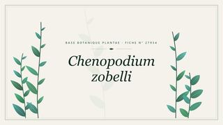 Planche botanique stylisée de Chenopodium zobelli
