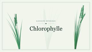 Illustration botanique stylisée du terme « Chlorophylle » du glossaire
