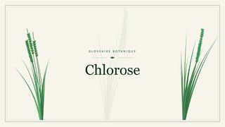 Illustration botanique stylisée du terme « Chlorose » du glossaire