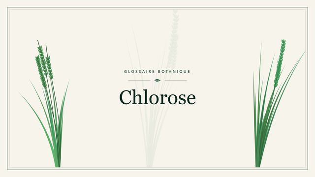 Chlorose : tout comprendre Illustration botanique stylisée du terme « Chlorose » du glossaire