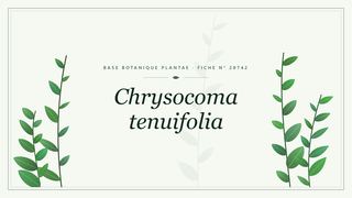 Planche botanique stylisée de Chrysocoma tenuifolia