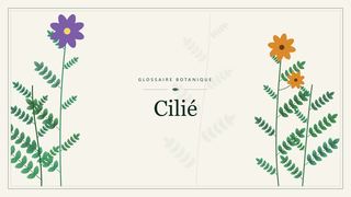 Illustration botanique stylisée du terme « Cilié » du glossaire