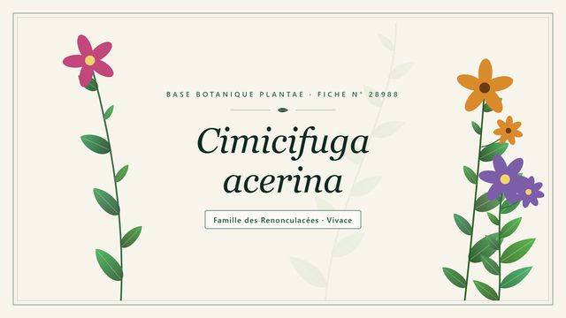 Cimicifuga acerina : points clés Planche botanique stylisée de Cimicifuga acerina, famille des Renonculacées