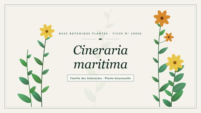 Cinéraire maritime : description, culture et toxicité Planche botanique stylisée de Cineraria maritima, famille des Asteracées