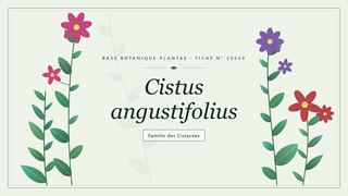 Planche botanique stylisée de Cistus angustifolius, famille des Cistacées