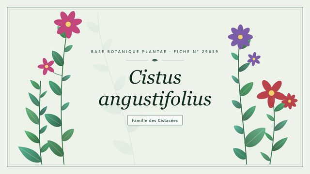 Cistus angustifolius : décryptage Planche botanique stylisée de Cistus angustifolius, famille des Cistacées