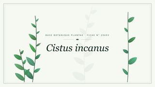 Planche botanique stylisée de Cistus incanus