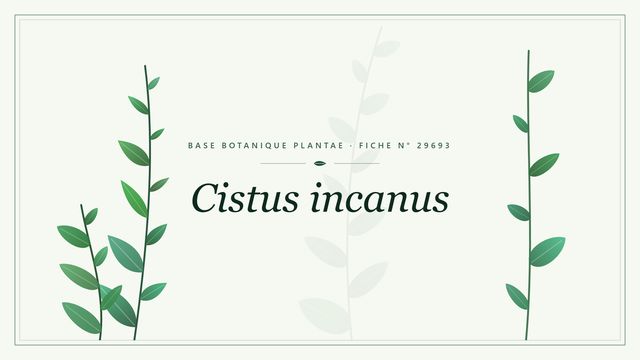 Cistus incanus : fiche descriptive et taxonomie Planche botanique stylisée de Cistus incanus