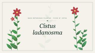 Planche botanique stylisée de Cistus ladanosma