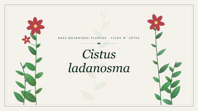 Cistus ladanosma : fiche descriptive et taxonomie Planche botanique stylisée de Cistus ladanosma