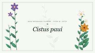 Planche botanique stylisée de Cistus paui