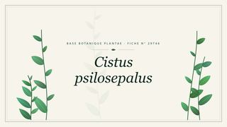 Planche botanique stylisée de Cistus psilosepalus