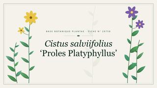 Planche botanique stylisée de Cistus salviifolius ‘Proles Platyphyllus’