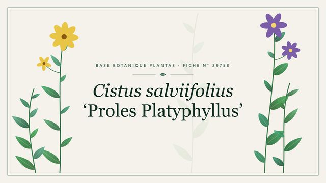Cistus salviifolius proles platyphyllus : fiche descriptive et taxonomie Planche botanique stylisée de Cistus salviifolius ‘Proles Platyphyllus’