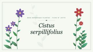 Planche botanique stylisée de Cistus serpillifolius