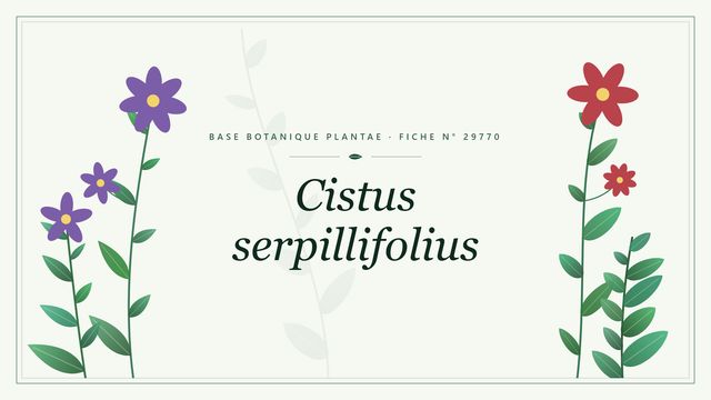 Cistus serpillifolius : fiche descriptive et taxonomie Planche botanique stylisée de Cistus serpillifolius