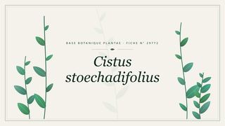 Planche botanique stylisée de Cistus stoechadifolius
