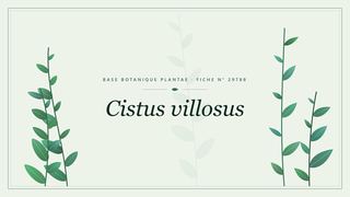 Planche botanique stylisée de Cistus villosus
